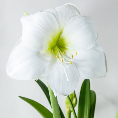 Matterhorn Hippeastrum Bulb | Amaryllis – White Ruffled Blooms with Pale Green Throat - Oldboy&
