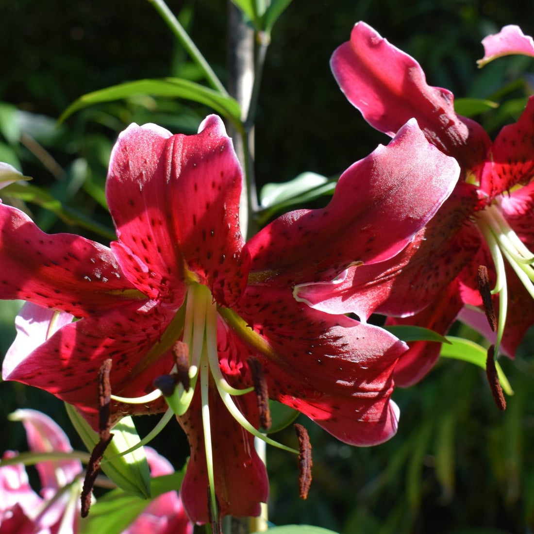 Miss Faya - Oriental Trumpet Lily Bulb – Lilium Hybrid - Oldboy&