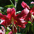 Miss Faya - Oriental Trumpet Lily Bulb – Lilium Hybrid - Oldboy&