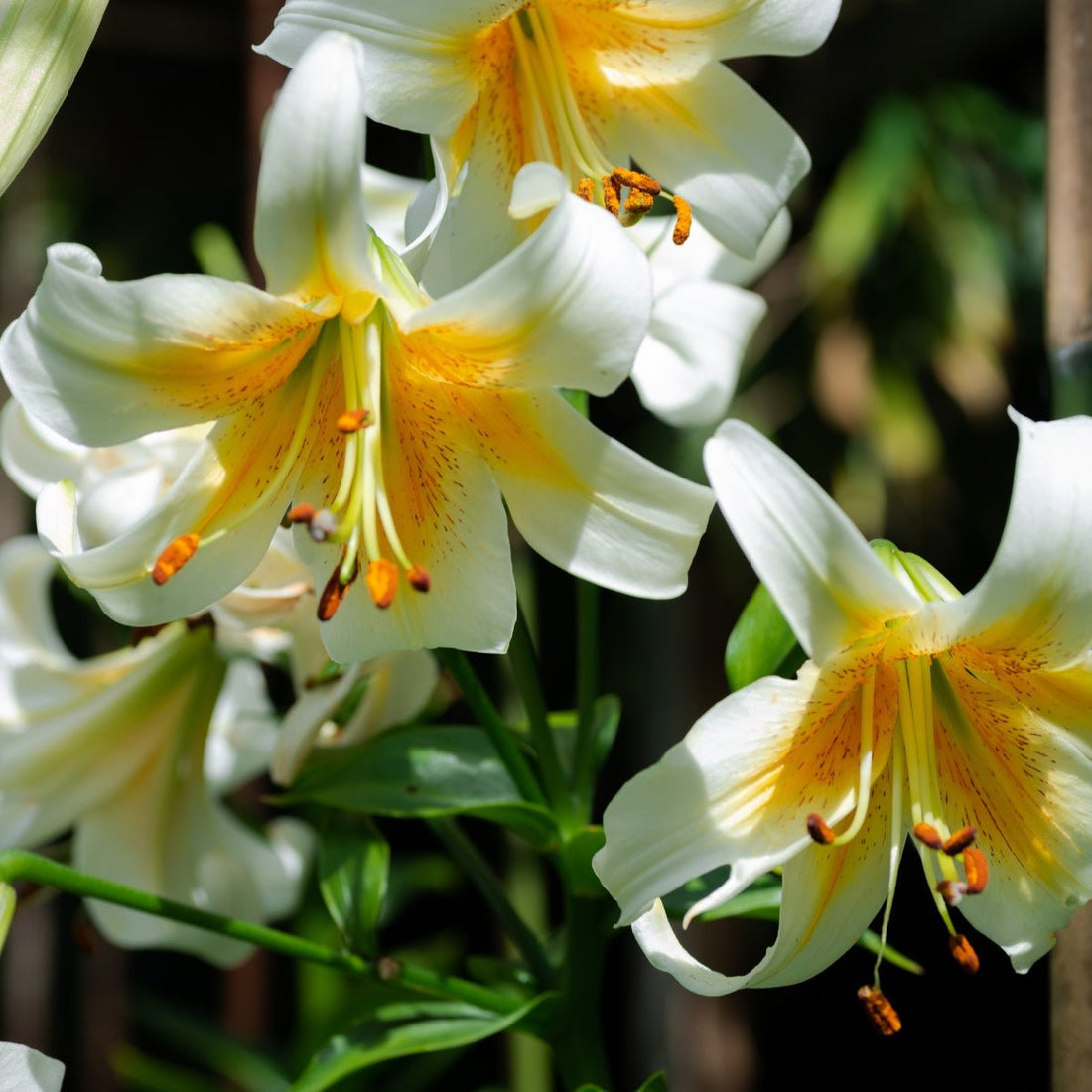 Mister Cas - Oriental Trumpet Lily Bulb – Lilium Hybrid - Oldboy&