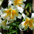 Mister Cas - Oriental Trumpet Lily Bulb – Lilium Hybrid - Oldboy&