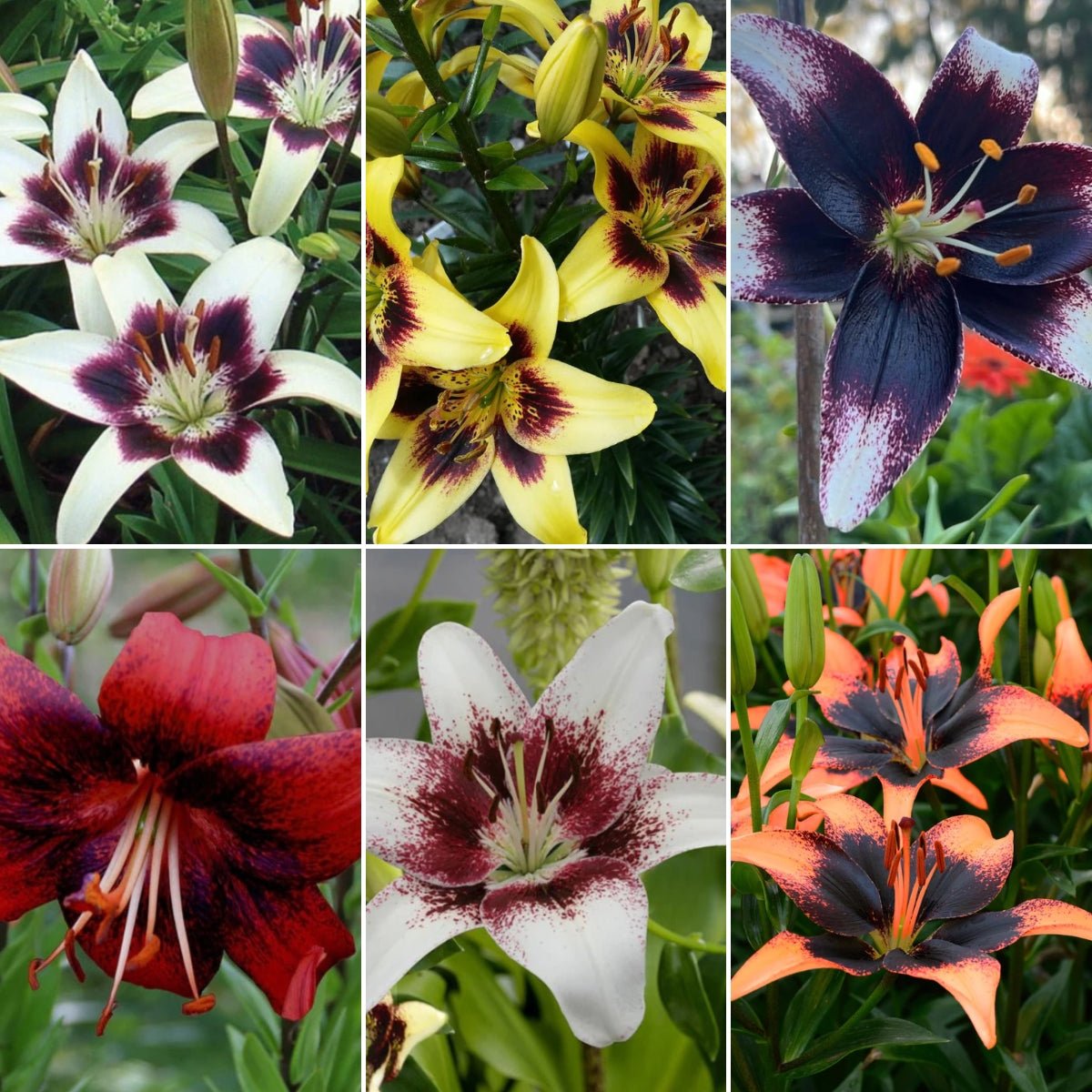 ‘Mixed’ – Tango Lilium Bulbs – Bold, Bicolour Summer Blooms - Oldboy&