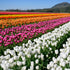 Mixed Triumph Tulip Bulbs – Premium Spring Blooms for Gardens & Pots - Pre - order - Oldboy&