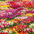Mixed Triumph Tulip Bulbs – Premium Spring Blooms for Gardens & Pots - Pre - order - Oldboy&