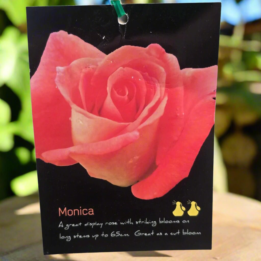 Monica® – Premium Hybrid Tea Rose (PBR) - Oldboy&