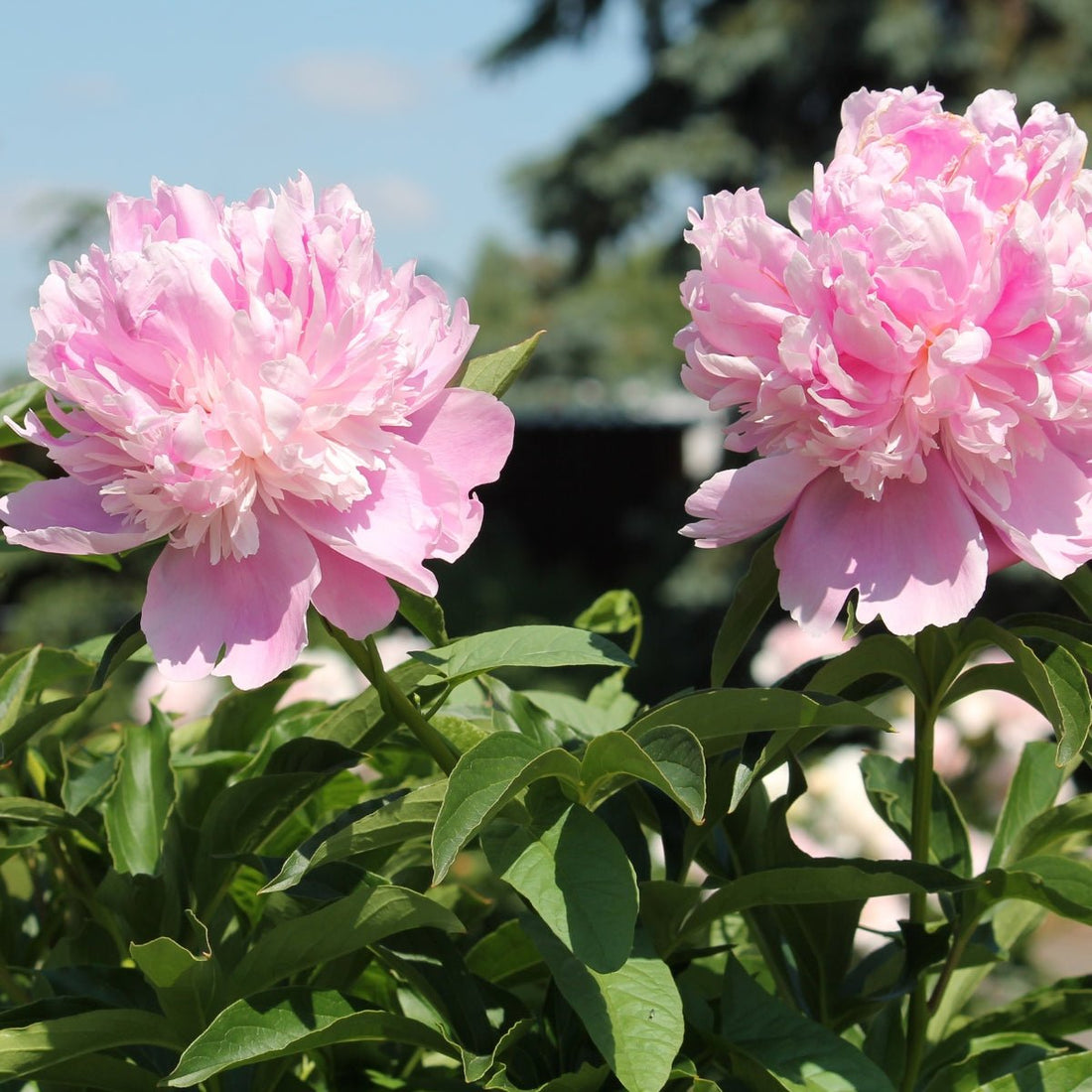 Monsieur Jules Elie Peony | Paeonia lactiflora ‘Monsieur Jules Elie’ - Oldboy&