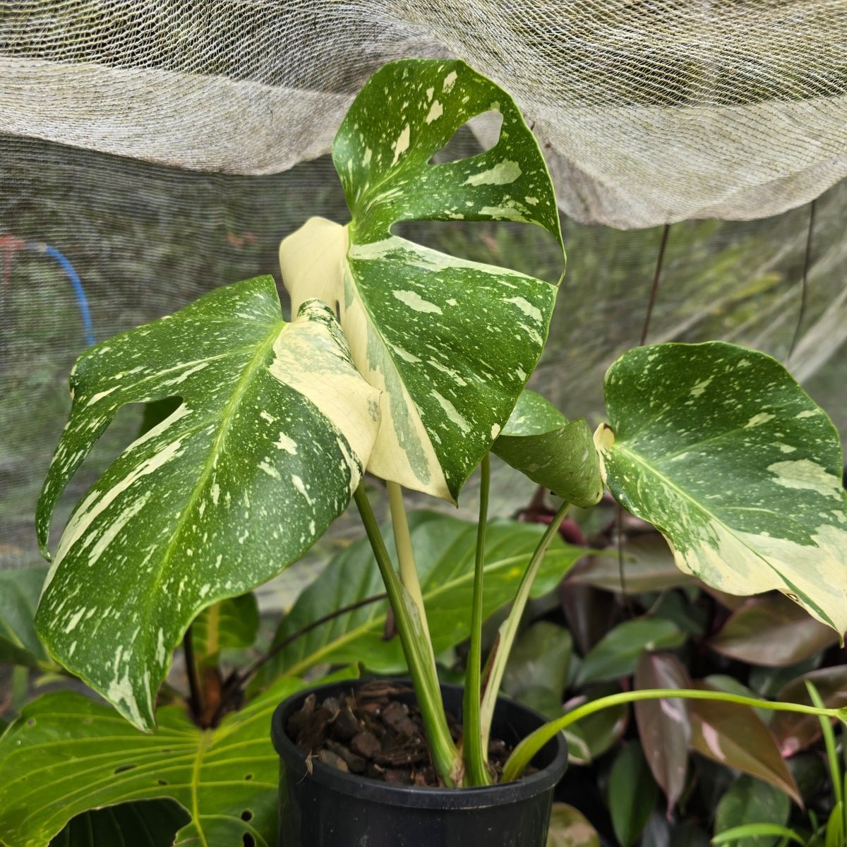 Monstera Thai Constellation – Variegated “Fruit Salad” Plant with Creamy Speckled Leaves - Oldboy&