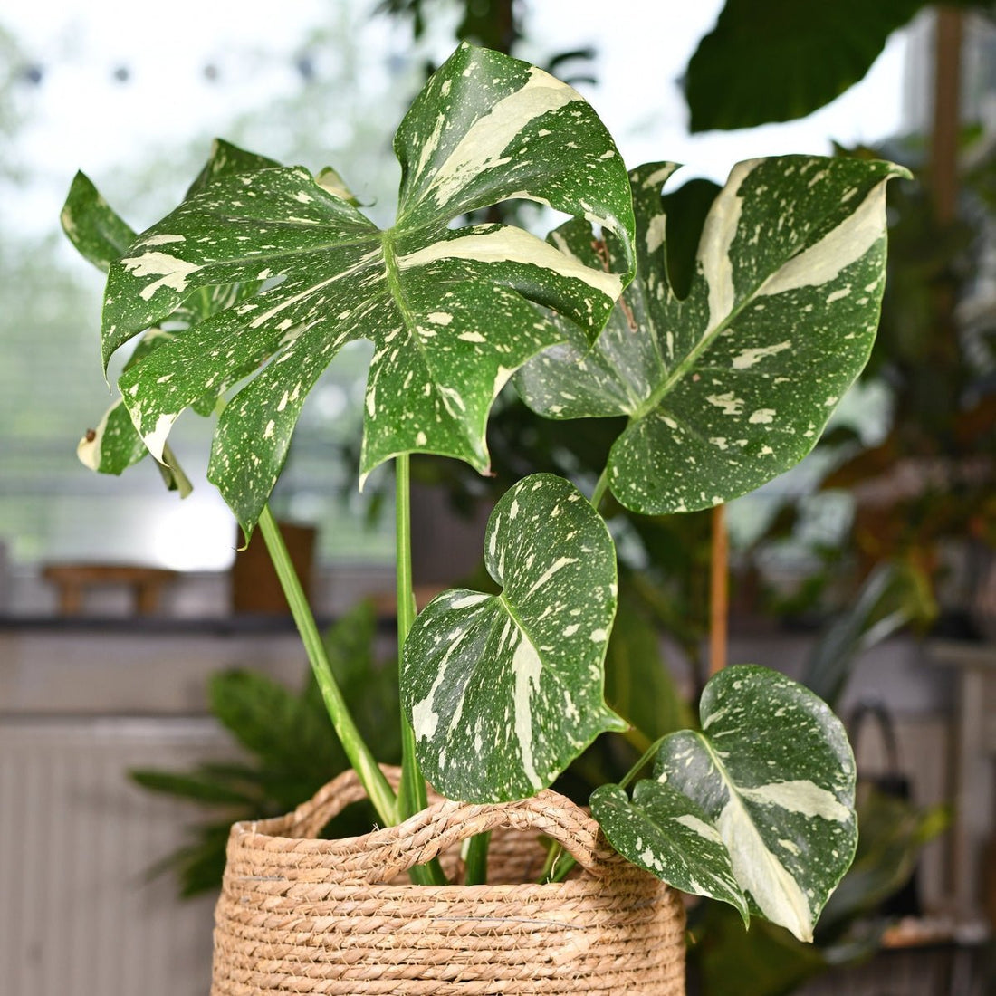 Monstera Thai Constellation – Variegated “Fruit Salad” Plant with Creamy Speckled Leaves - Oldboy&