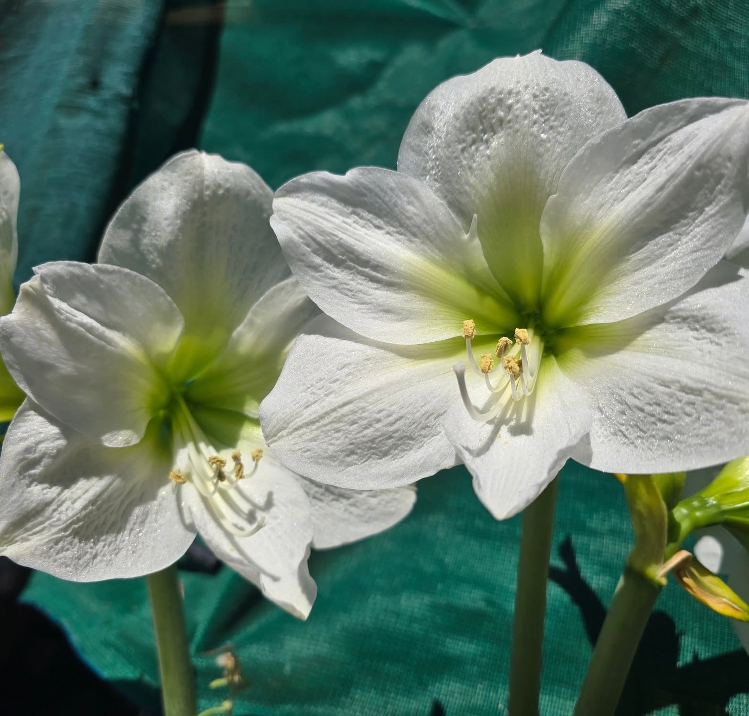 Mont Blanc Hippeastrum Bulb | Pure White Amaryllis - Oldboy&