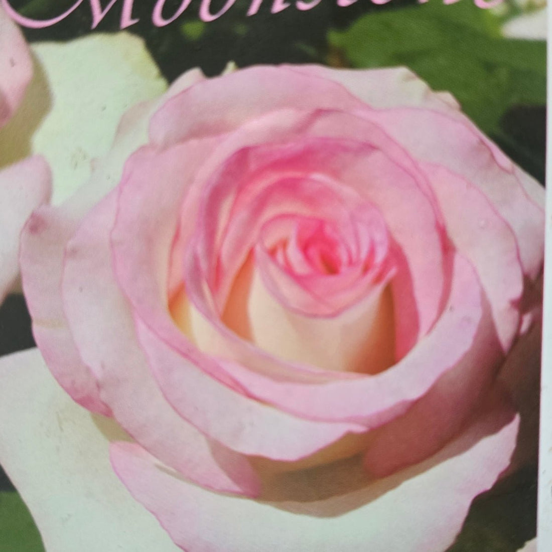 Moonstone™ – Premium - Hybrid Tea Rose - Oldboy&
