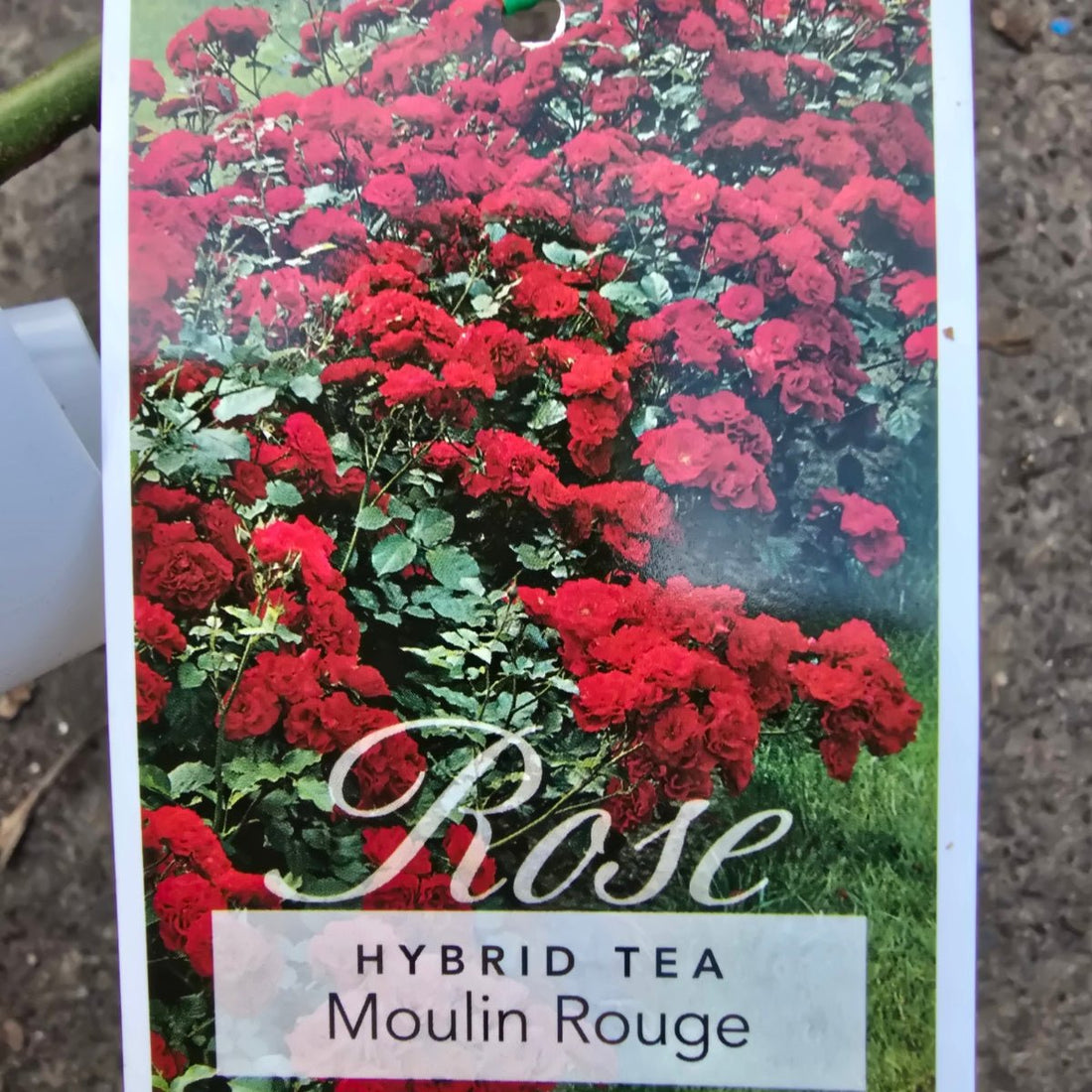 Moulin Rouge Floribunda Rose | Scarlet Cluster-Flowering Rose - Oldboy&