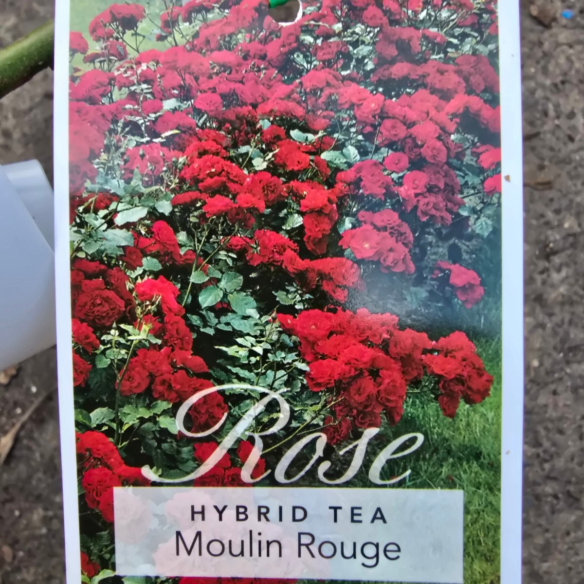 Moulin Rouge Floribunda Rose | Scarlet Cluster-Flowering Rose - Oldboy&