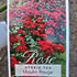 Moulin Rouge Floribunda Rose | Scarlet Cluster-Flowering Rose - Oldboy&