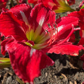 Mount Tambourine - Hippeastrums | Amaryllis | Hippeastrum x hybridum - Oldboy&