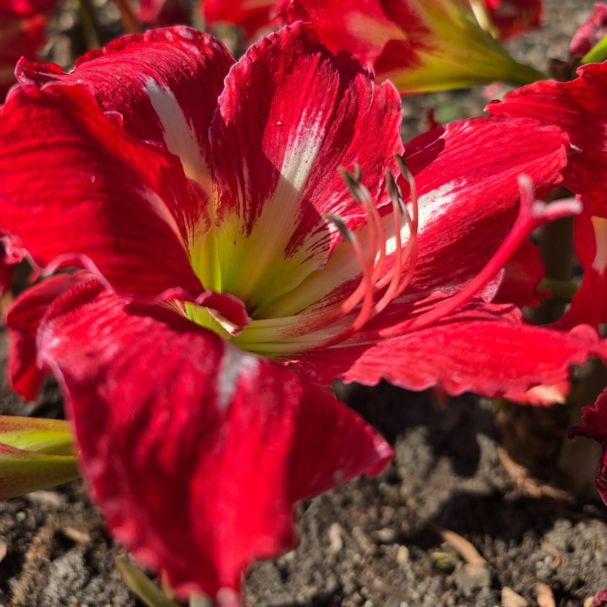 Mount Tambourine - Hippeastrums | Amaryllis | Hippeastrum x hybridum - Oldboy&
