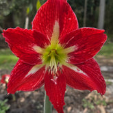 Mount Tambourine - Hippeastrums | Amaryllis | Hippeastrum x hybridum - Oldboy&