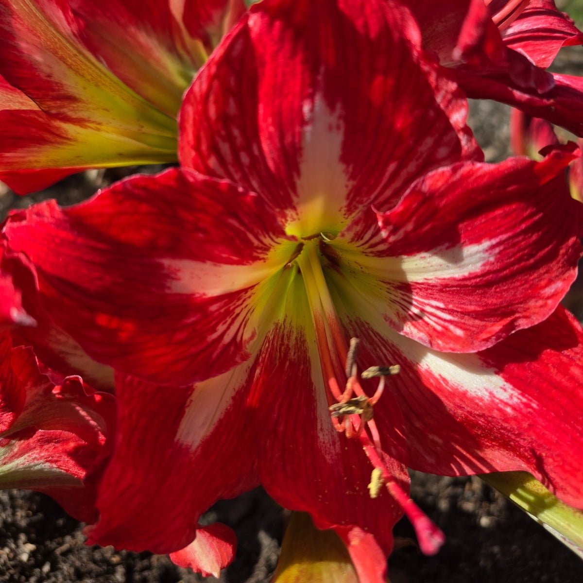 Mount Tambourine - Hippeastrums | Amaryllis | Hippeastrum x hybridum - Oldboy&