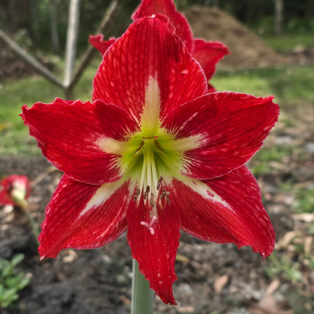 Mount Tambourine - Hippeastrums | Amaryllis | Hippeastrum x hybridum - Oldboy&