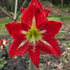 Mount Tambourine - Hippeastrums | Amaryllis | Hippeastrum x hybridum - Oldboy&