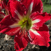 Mount Tambourine - Hippeastrums | Amaryllis | Hippeastrum x hybridum - Oldboy&