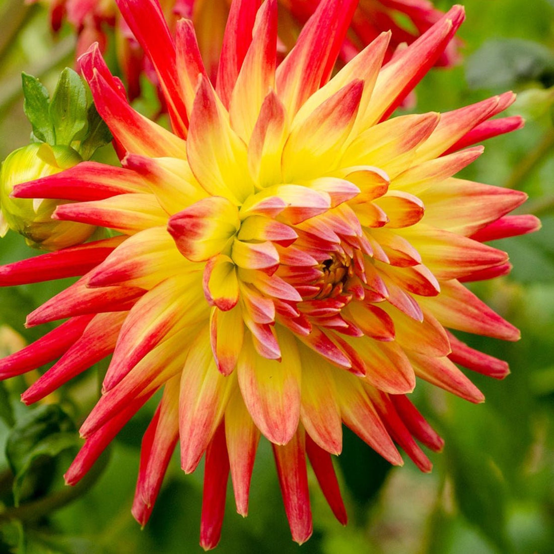 Mountain Aurora - Dahlia Hybrid - Oldboy&