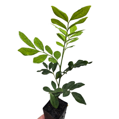 Murraya Lush &amp; Thin™ | Narrow Fragrant Evergreen Hedge - Oldboy&