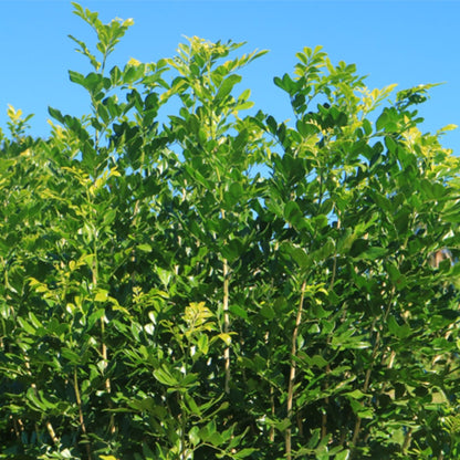 Murraya Lush &amp; Thin™ | Narrow Fragrant Evergreen Hedge - Oldboy&