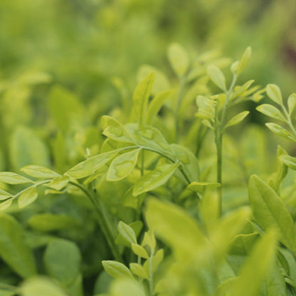 Murraya Lush &amp; Thin™ | Narrow Fragrant Evergreen Hedge - Oldboy&