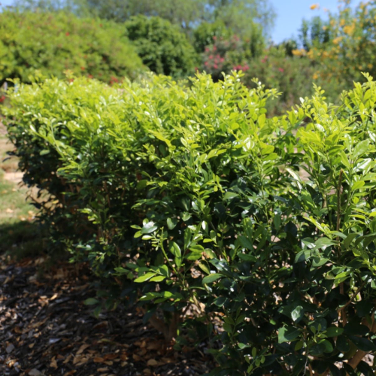 Murraya Lush &amp; Thin™ | Narrow Fragrant Evergreen Hedge - Oldboy&