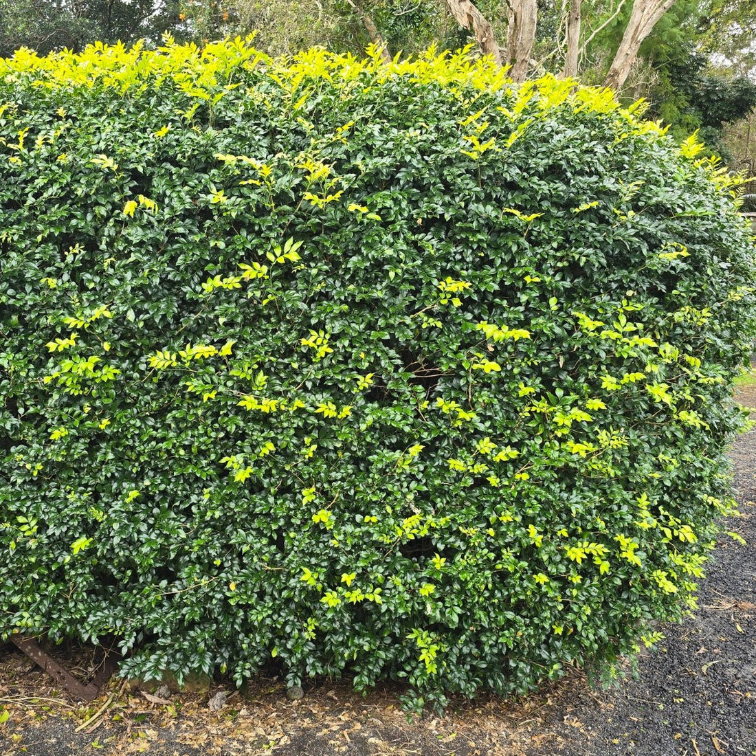 Murraya paniculata | Fragrant White Flowering Hedge - Oldboy&