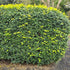 Murraya paniculata | Fragrant White Flowering Hedge - Oldboy&