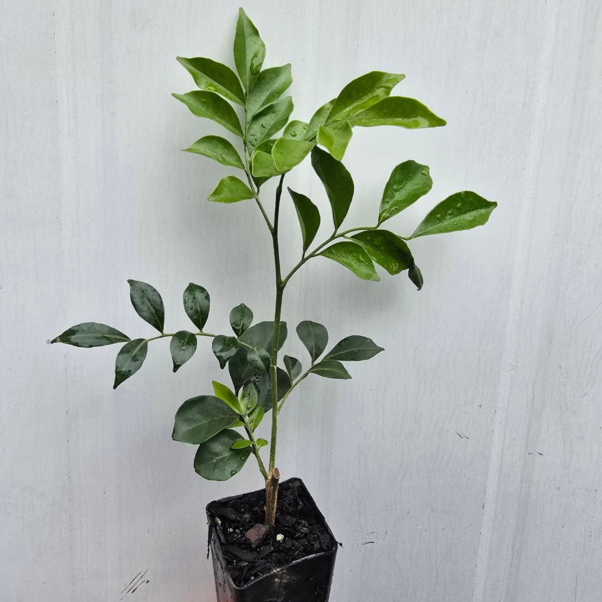 Murraya paniculata | Fragrant White Flowering Hedge - Oldboy&