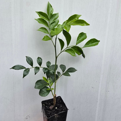 Murraya paniculata | Fragrant White Flowering Hedge - Oldboy&