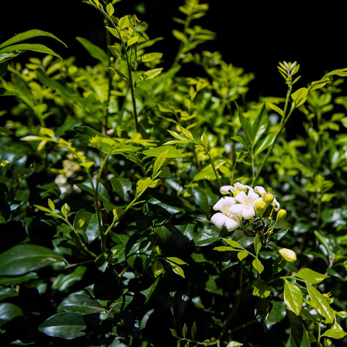 Murraya paniculata | Fragrant White Flowering Hedge - Oldboy&