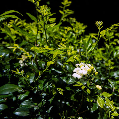 Murraya paniculata | Fragrant White Flowering Hedge - Oldboy&