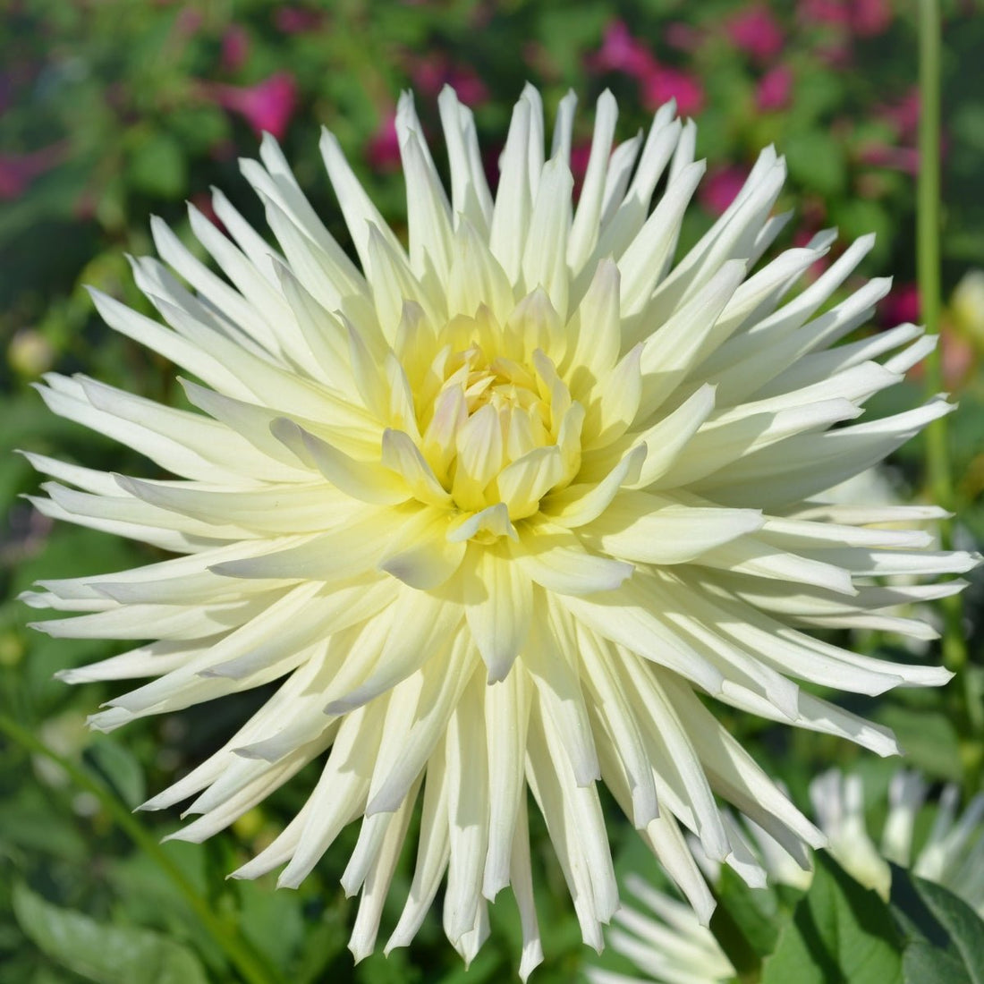 My Love Dahlia | White Semi-Cactus Dahlia Tuber - Oldboy&