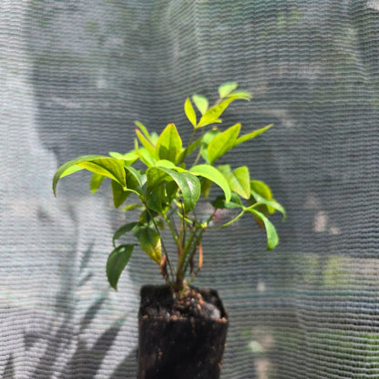 Nandina domestica &