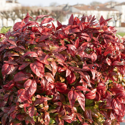 Nandina domestica &