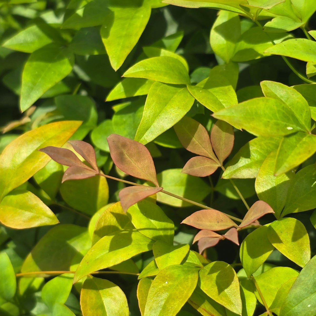 Nandina domestica &