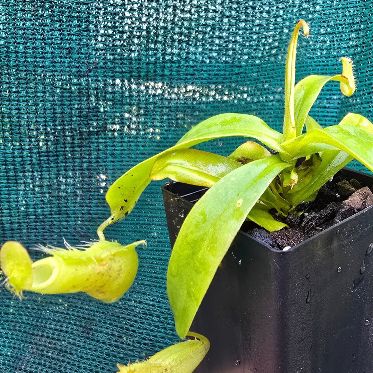 Nepenthes ‘Louisa’ Pitcher Plant | Jumbo Green Carnivorous Plant | 50mm Pot - Oldboy&