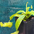 Nepenthes ‘Louisa’ Pitcher Plant | Jumbo Green Carnivorous Plant | 50mm Pot - Oldboy&