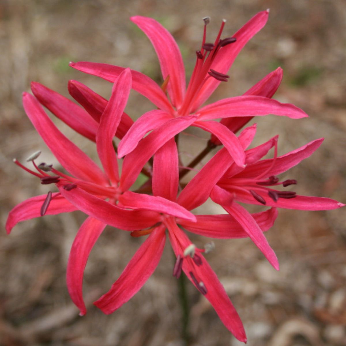 Nerines - Amaryllidaceae - Oldboy&