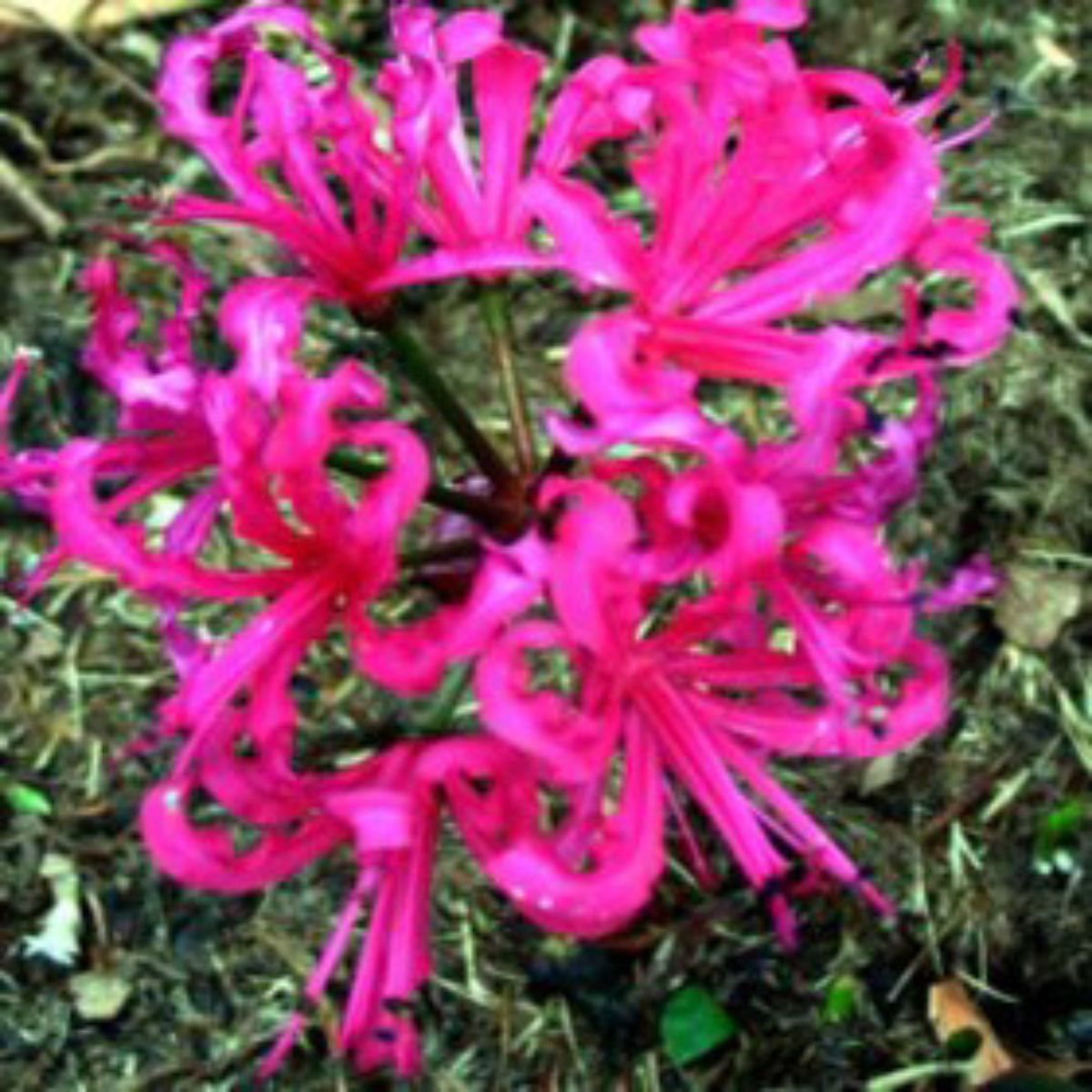 Nerines - Amaryllidaceae - Oldboy&