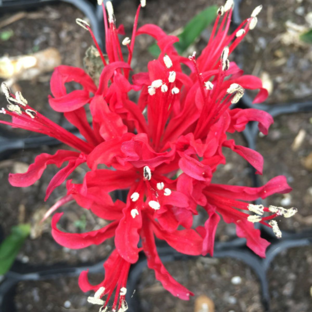 Nerines - Amaryllidaceae - Oldboy&