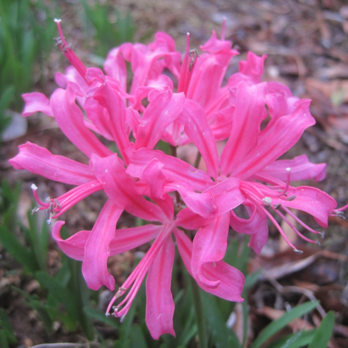 Nerines - Amaryllidaceae - Oldboy&