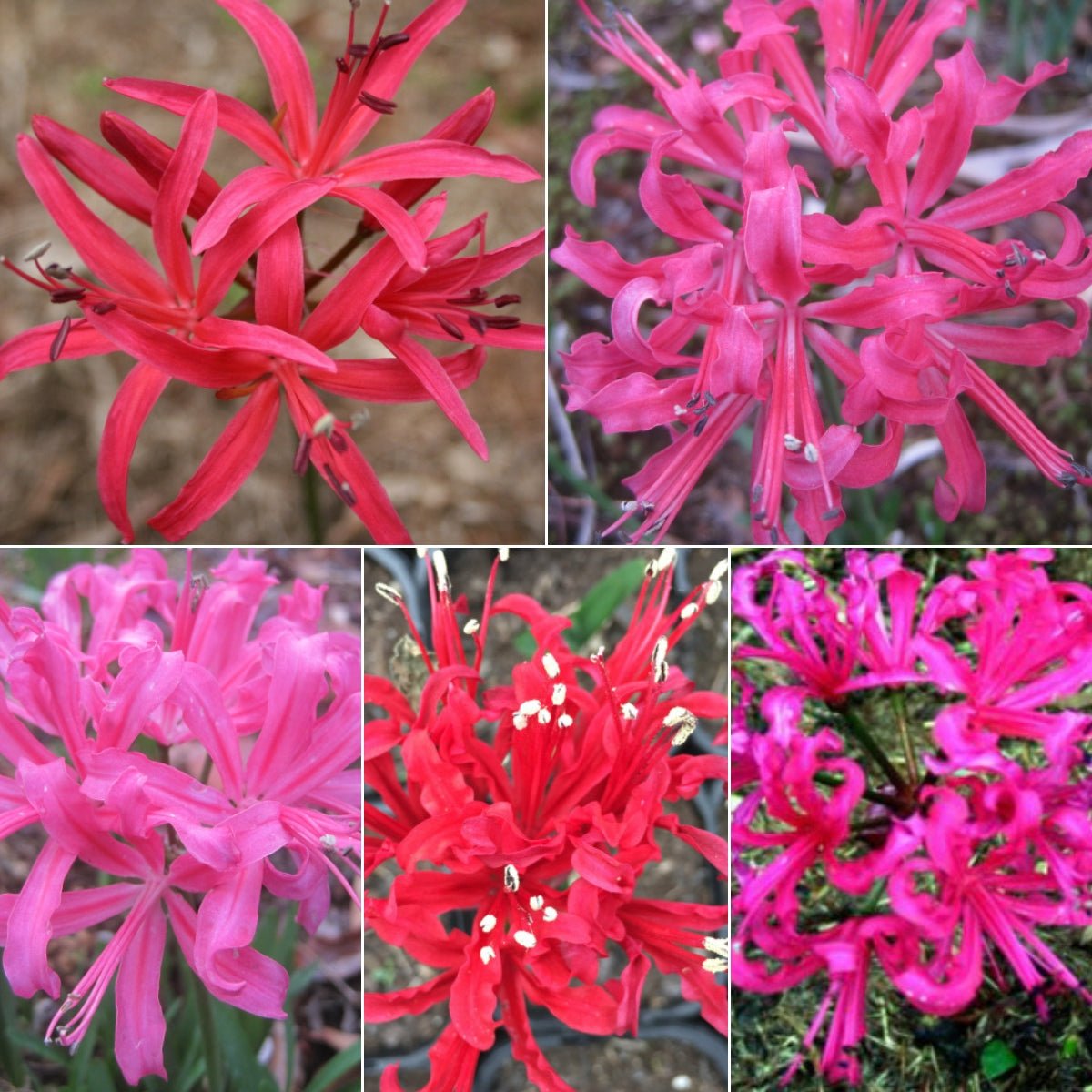 Nerines - Amaryllidaceae - Oldboy&