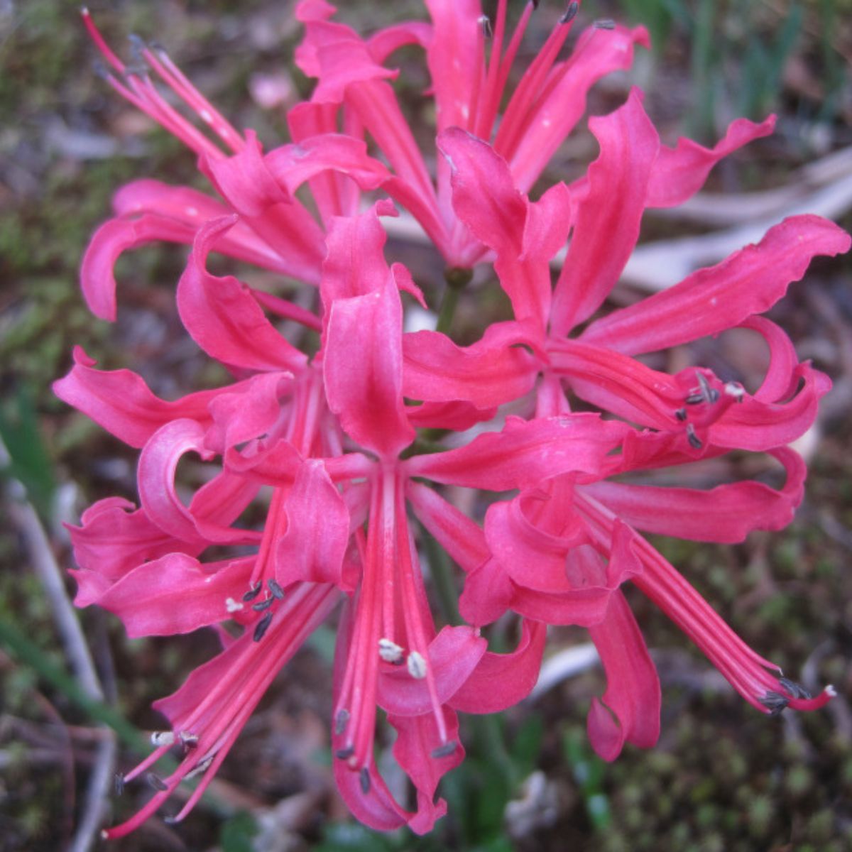 Nerines - Amaryllidaceae - Oldboy&