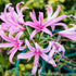 Nerines - Amaryllidaceae - bowdenii - spp - Oldboy&