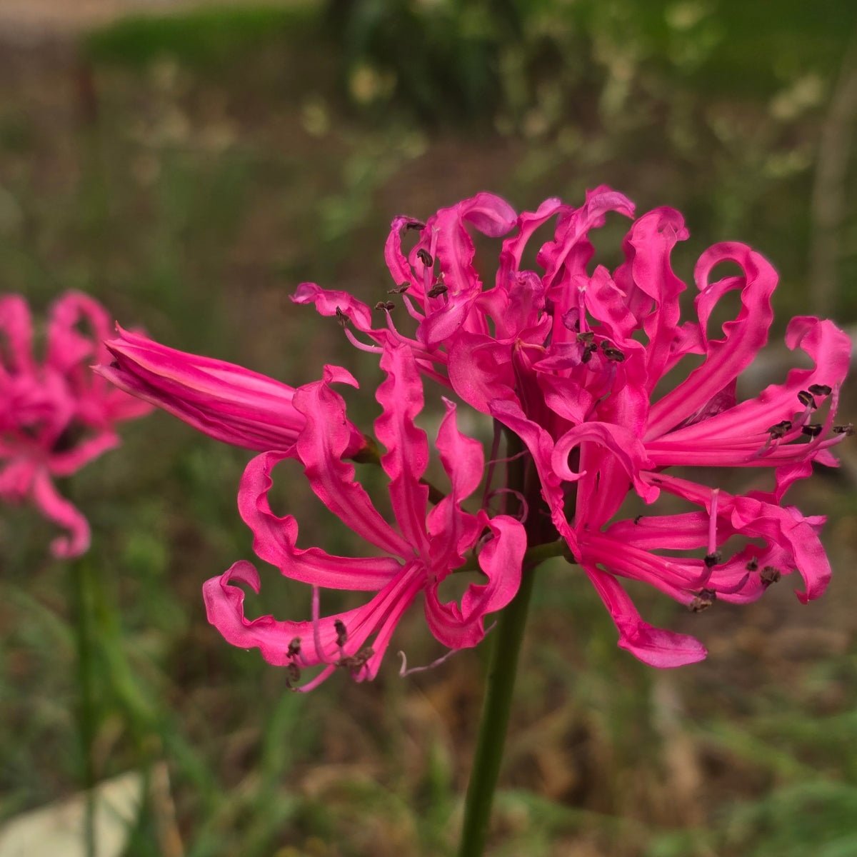 Nerines - Amaryllidaceae - bowdenii - spp - Oldboy&