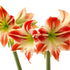 Ocean Drive Hippeastrum Bulb | Amaryllis – Red Blooms with White Starburst & Green Centre - Oldboy&